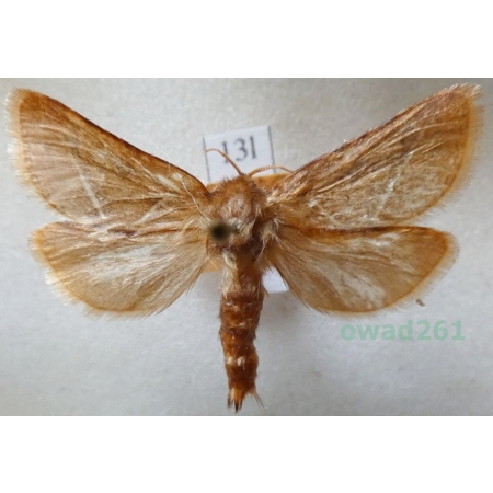 Triodia sylvina (Linnaeus, 1761) male Krótkowąs sylwina Czech13l